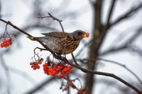 Drozd kvicala - Turdus pilaris - Fieldfare 9436